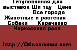 Титулованная для выставок Ши-тцу › Цена ­ 100 000 - Все города Животные и растения » Собаки   . Карачаево-Черкесская респ.